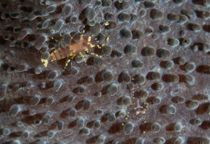 North Sulawesi-2018-DSC04863_rc- Hidden corallimorph shrimp - Pliopontonia furtive - Pliopontonia furtiva
